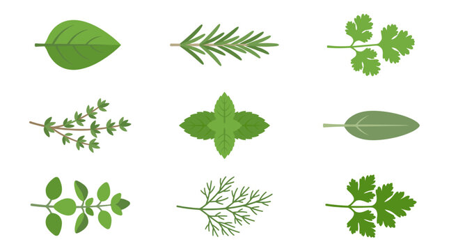 Fresh culinary herbs flat vector icon set.