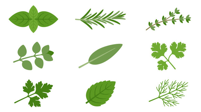 Fresh culinary herbs collection flat vector icons