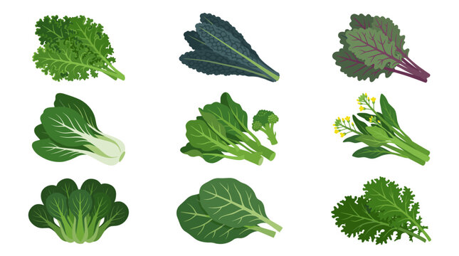 Leafy green vegetables collection.