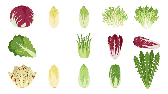 Various types of lettuce and salad green icons.