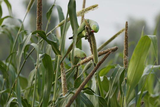 Parakeet on a plant