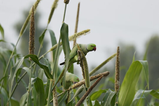 Parakeet on a plant