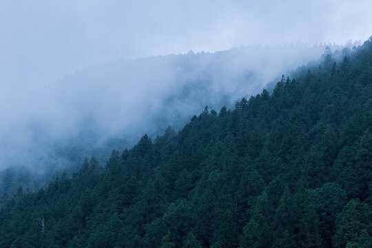 Dense evergreen forest covers the misty slopes of Taipingshan Forest Recreation Area. Soft fog drifts through the trees creating a serene and mysterious mountain scene.
