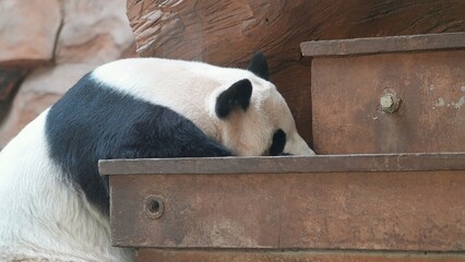 sleepy giant panda after having meal in the morning © ElizabethGo