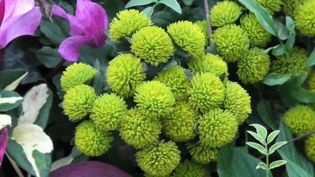 close up of a flower
