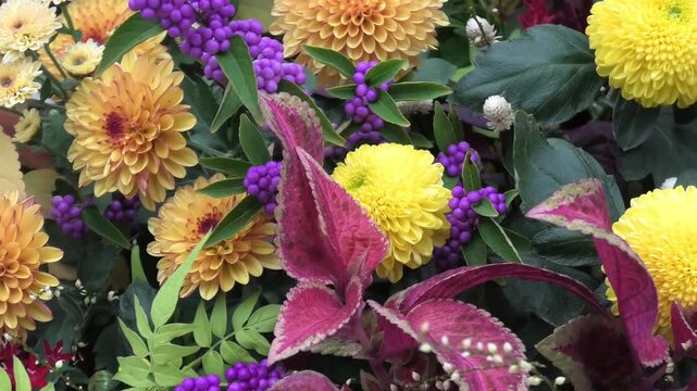 flowers in the garden