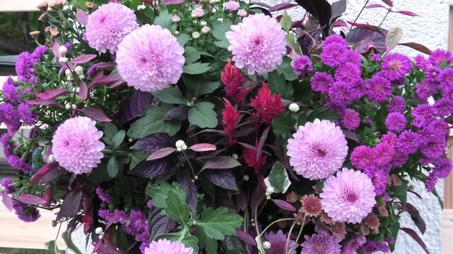 pink and white flowers