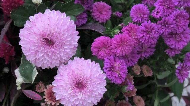 pink and purple flowers