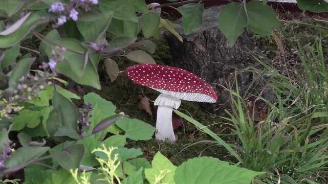 fly agaric mushroom