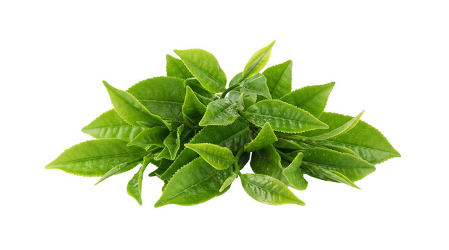 Fresh green tea leaves on white background. Organic raw tea leaf pile for herbal beverage design. Vibrant botanical foliage for health and wellness.