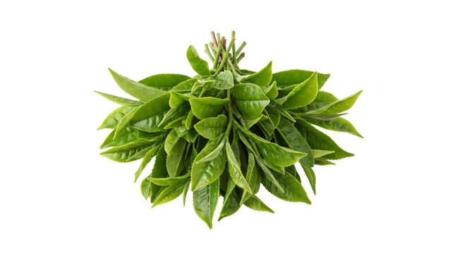 Fresh green tea leaves bundle, organic raw tea sprouts on white background, herbal ingredient for healthy beverage and wellness products