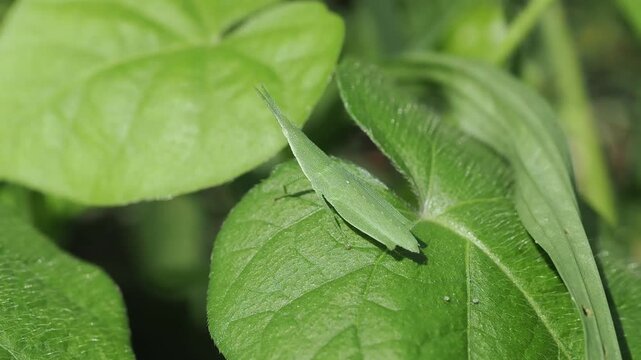 野原の葉に乗ったオンブバッタ