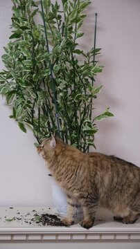 Cat left unattended make a mess and dig soil in pots of indoor plants, Naughty pets home alone. Caught In The Act. Guilty