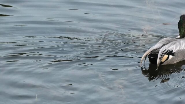 great crested grebe