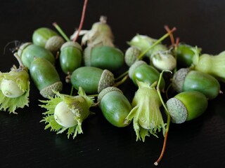 Fresh green acorns with cups scattered on a dark wooden surface © IMRAN_IM33