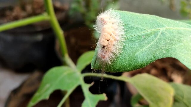 Tussock moth caterpillar (Lymantriinae) on a green leaf