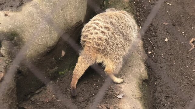 meerkat on guard