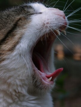 Close up profile of a domestic tabby cat yawning wide with mouth open