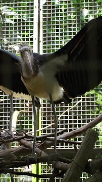 lesser adjutant misstep and almost fell, black bird stay in balance standing in tree branches