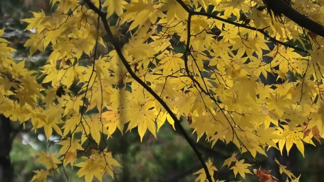 yellow autumn leaves