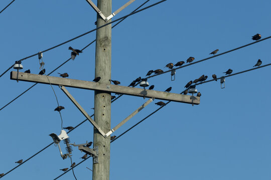 Large Flock of Red-winged Blackbirds Gathering on Utility Lines