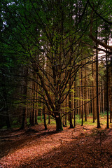 tree in the clearing © Voleyphoto