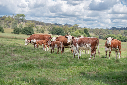 Herd 