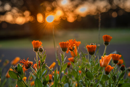 Sunset on a farm 