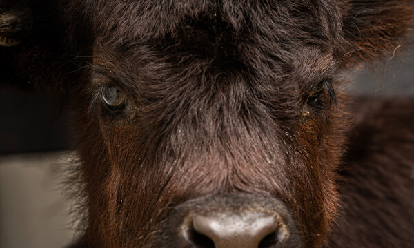 Hollander Calf