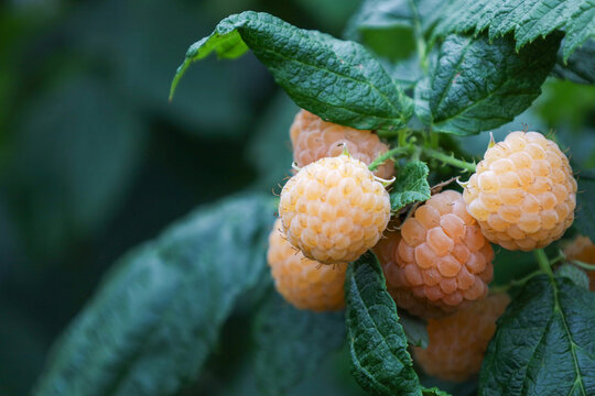 Ripe yellow raspberries grow in a cluster on a branch among lush green leaves. Fresh dessert berries radiate natural delicacy and an appetizing look in a sunny garden.