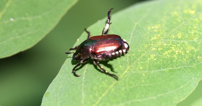 Macro - Cockroach on a leaf in the forest.