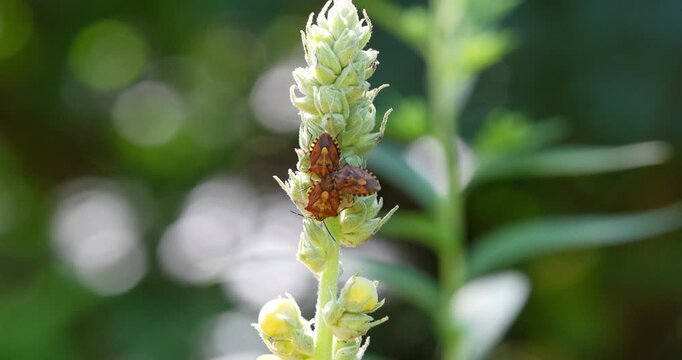Macro - Insects on a flower in the forest