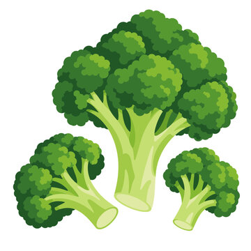 Fresh green broccoli vegetable organic food illustration
