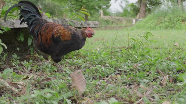 Free-range chicken or Rooster scratching head with foot and shaking head on green grass in a farm, concept of animal behavior, poultry raising, rural lifestyle, natural environment, and agriculture