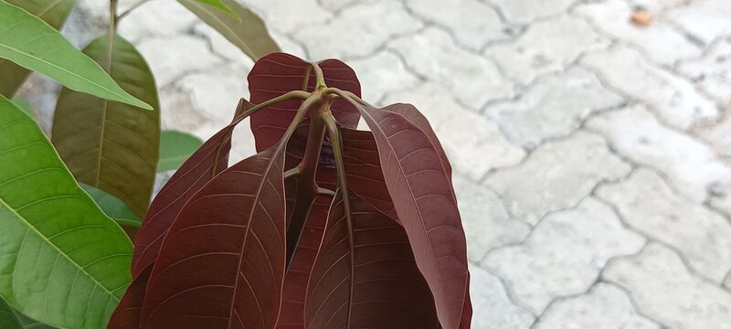 The selected region shows tender, newly emerged reddish-brown or purplish leaves that appear to belong to a mango tree (Mangifera indica). [1] (https://www.shutterstock.com/image-photo/young-mango-lea
