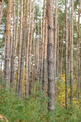The tall pine trees create a beautiful natural forest scene with green foliage and sunlight filtering through the branches © Sofiia Shunkina