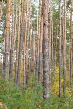 The tall pine trees create a beautiful natural forest scene with green foliage and sunlight filtering through the branches