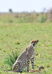cheetah hunting a deer in serengeti national park © Malik