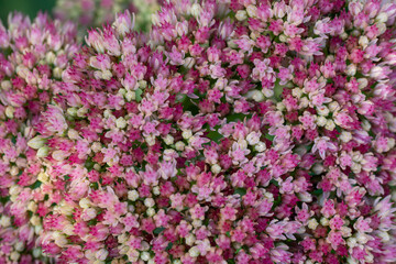 Obraz premium Close-up macro of tiny pink and white stonecrop sedum flowers creating a dense natural texture