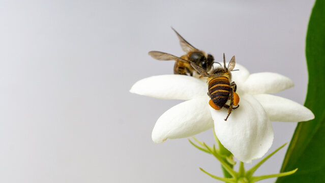 High angle shot of honey bee Apis gathering nectar on yellow Chrysanthemum morifolium blossom