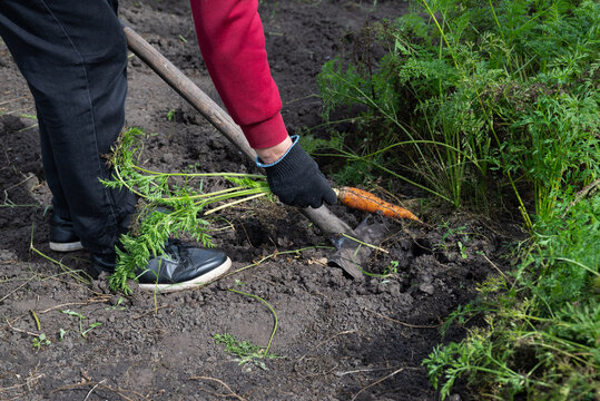 Daytime carrot harvesting in garden