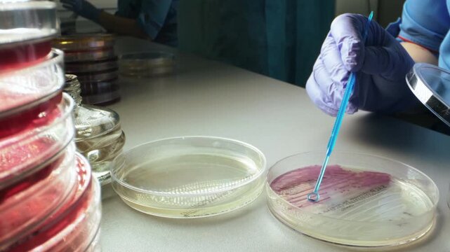 Close laboratory view shows careful streaking on clear petri dish, with purple sample plate, glass bottle, reflective surfaces, soft blur, and precise scientific research suggesting sterile handling