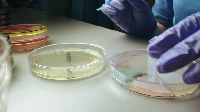 Close angled lab scene shows purple gloved hands working with blue pipette over open Petri dish, with stacked sample plates nearby, translucent agar, pale growth areas, and muted gray surface