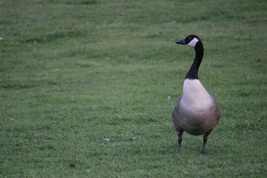 Bernache du Canada photographi&eacute;e debout sur une pelouse, avec son plumage noir, brun et blanc caract&eacute;ristique. Sc&egrave;ne naturelle en ext&eacute;rieur, repr&eacute;sentant un oiseau sauvage sur l'herbe