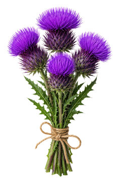 vibrant purple thistle bouquet, cutout isolated illustration cutout cutout isolated illustration on transparent background