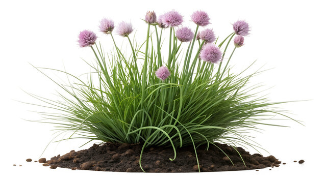 Fresh Blooming Chives Plant Tuft with Purple Flowers Isolated on White Background