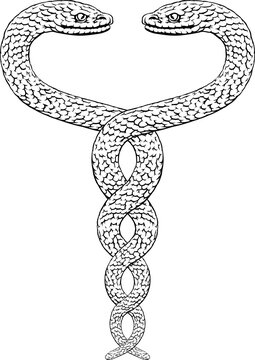 Two snakes intertwined serpents in a double helix spiral. Original illustration in a vintage woodcut engraving etching style.