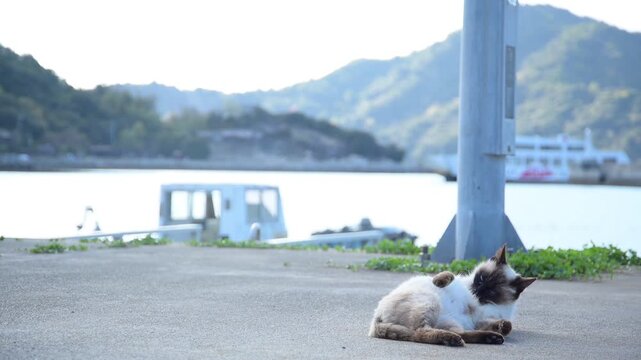金風呂港に入港するフェリーを背景にくつろぐシャム猫 （岡山県笠岡市北木島町, 2026年4月）
