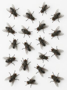 Group of Common Houseflies (Musca domestica) Isolated on White Background for Pest Control and Hygiene Concepts