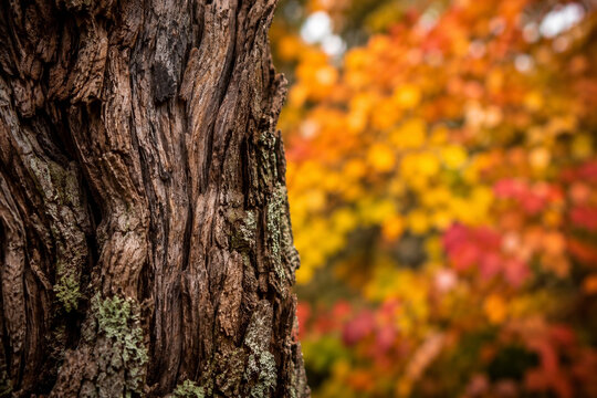 Strukturierte Baumrinde vor buntem Herbstwald